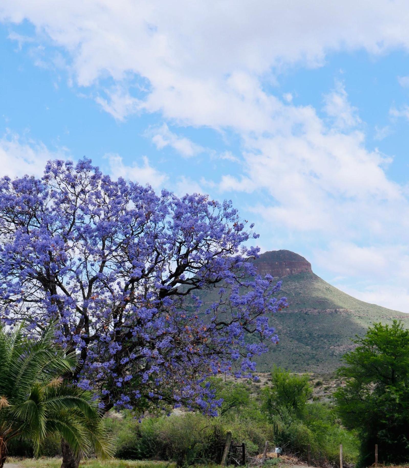 River Bend Guesthouses Graaff-Reinet Eksteriør billede